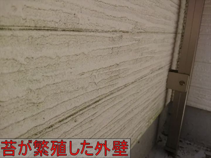 苔が付着した外壁