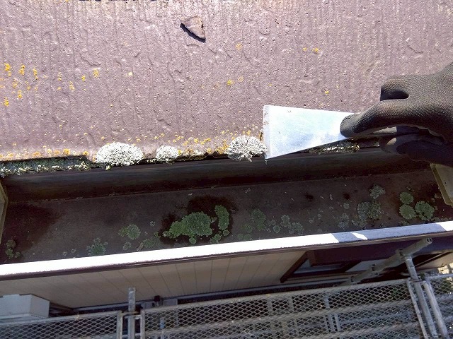 ヘラを使ってカラーベスト屋根の軒先に付着した苔を丁寧に取り除いているケレン作業