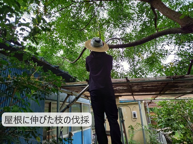 屋根に伸びた枝の伐採