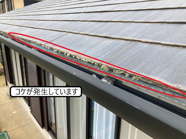 コロニアルにコケの発生