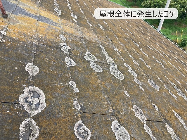 コロニアルにコケの発生　石岡市