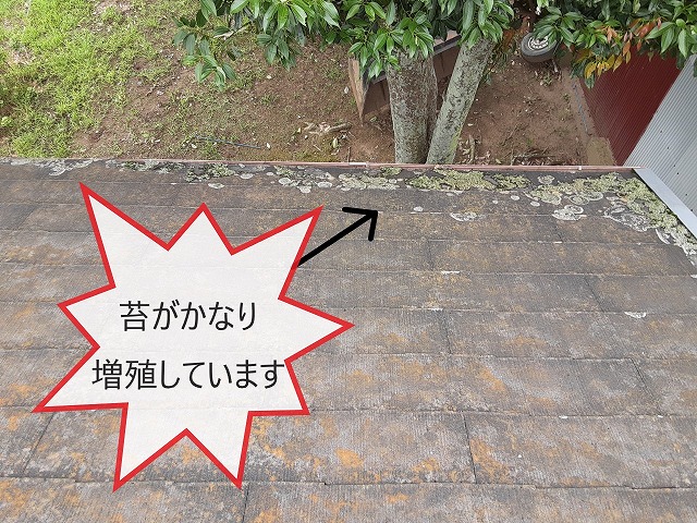 屋根材にコケが増殖