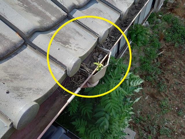 集水器に詰まった枯葉