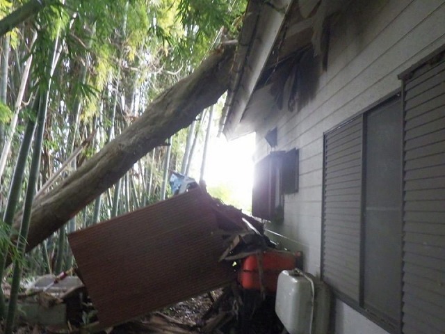 裏山の木が住宅建物の上に倒れている状況