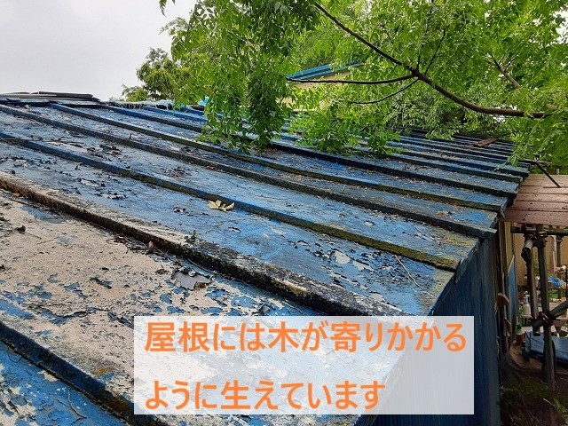 屋根には木が寄りかかるように生えています