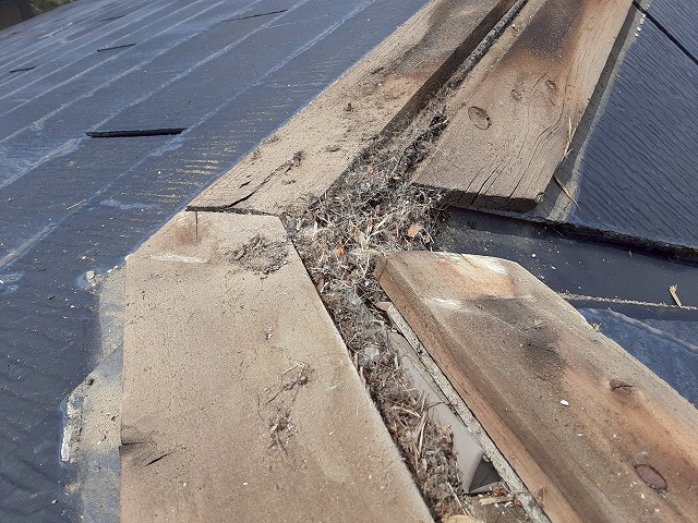 屋根カバー工事で既存棟板金撤去後に鳥の巣を確認