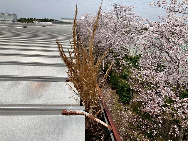 工場建物の雨樋の内部で成長している雑草