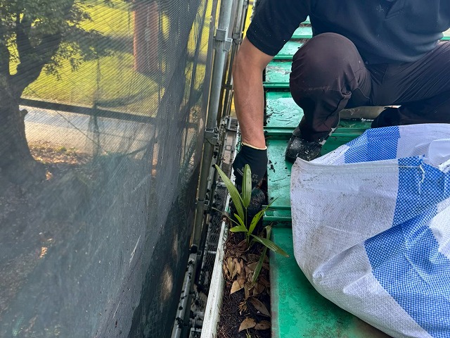 屋根の上で雨樋の落ち葉や雑草をゴミ袋へ取り除く作業員の様子