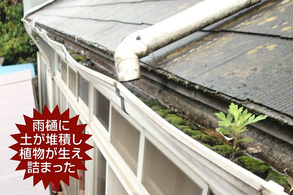 雨樋から植物が生えている