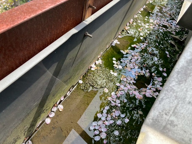 工場建物の雨樋に雨水がたまっている様子