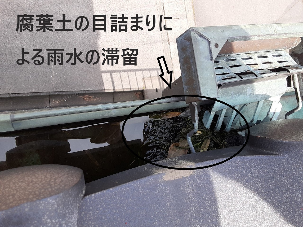 雨樋に腐葉土の目詰まり　雨水滞留