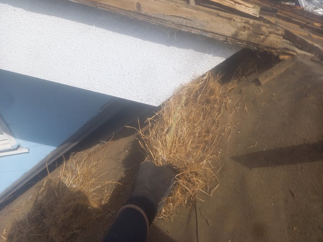 スズメの巣を撤去します