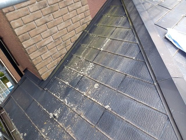 屋根カバー工事を行う住宅のコロニアル屋根の苔繫殖状況