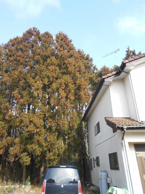 枯葉除けネット工事