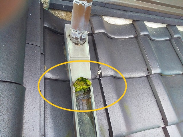 屋根雨樋の苔詰まり