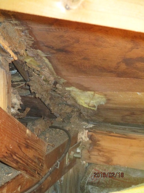 屋根裏雨漏り被害