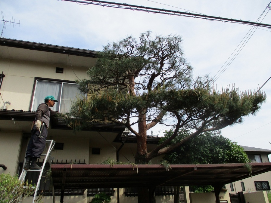 松の剪定