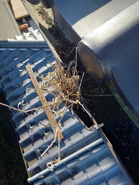 雨樋に植物が生えています