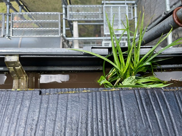 雨樋の高圧洗浄前
