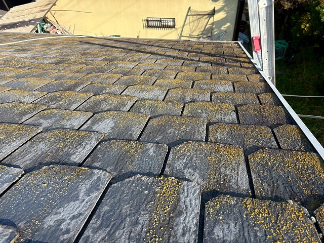 苔の放置には要注意