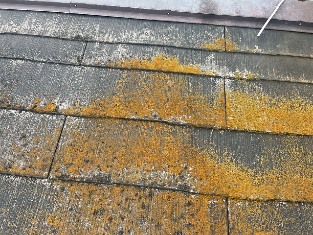 苔が付着した屋根