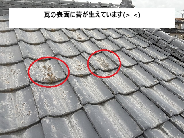 瓦の表面に生えた苔