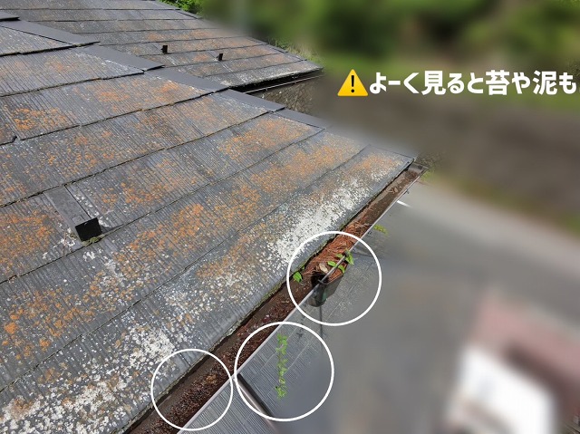  仙台市青葉区-雨樋清掃-現地調査の様子