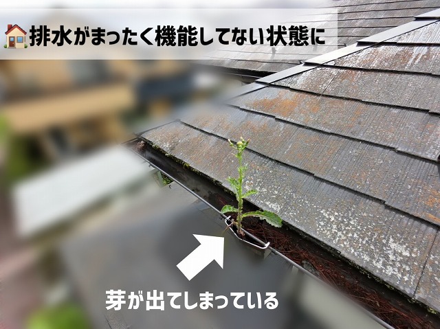  仙台市青葉区-雨樋清掃-現地調査の様子