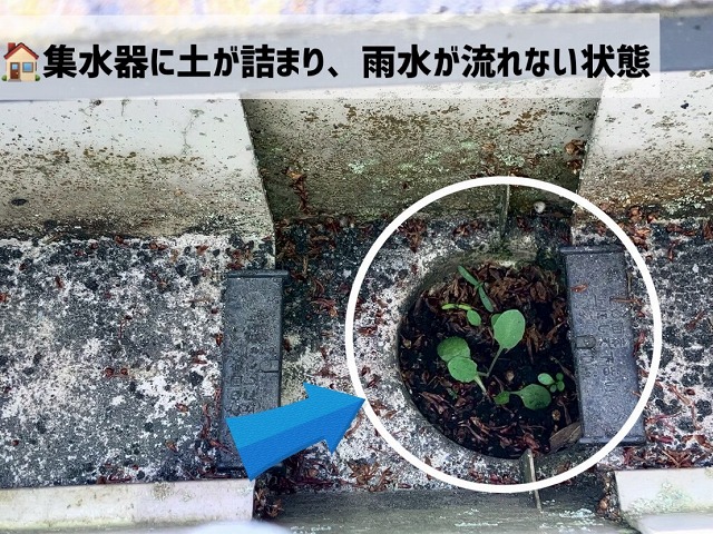  登米市-雨樋清掃-詰まっている集水器