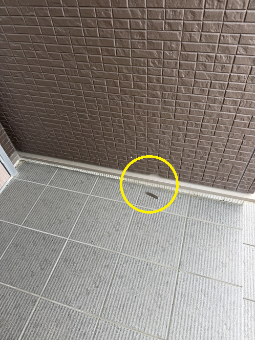 サイディングがかけている部分も