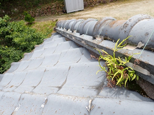 屋根に草がはえている