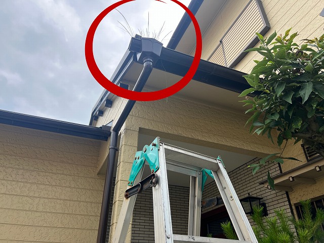 多治見市市之倉町　軒樋に草が生えています