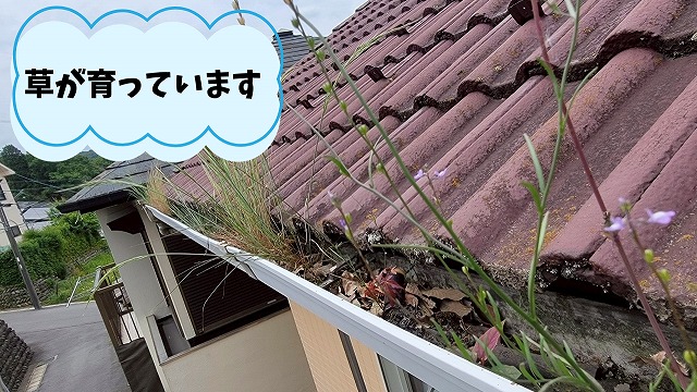 多治見市大藪町　雨樋に草が生え詰まっています
