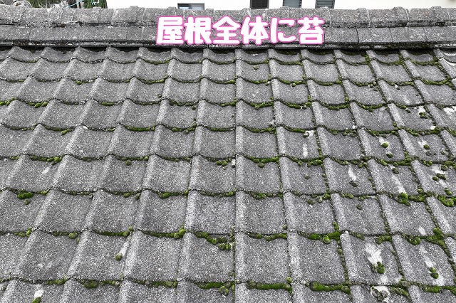 多治見市生田町　屋根全体に苔