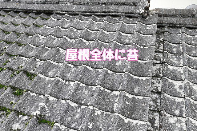 多治見市生田町　屋根全体に苔