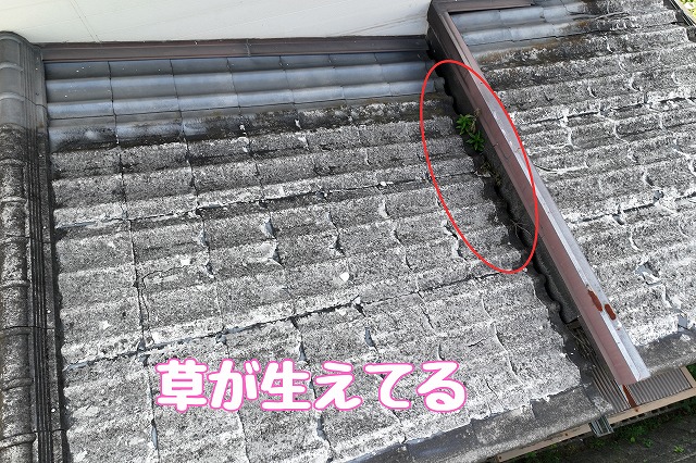 草が生えている