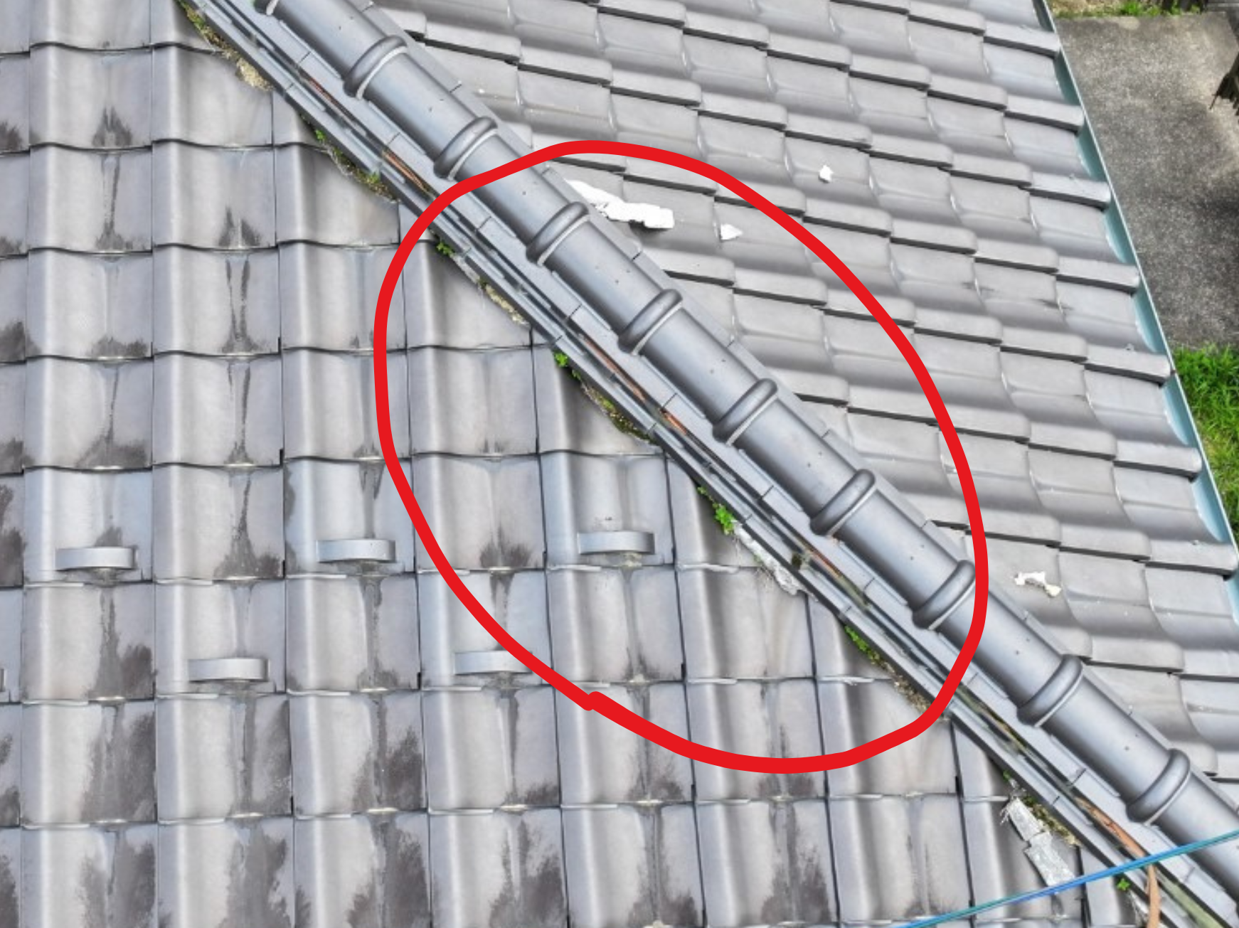 草が生えている写真