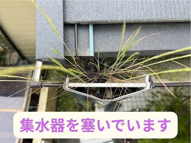 多治見市市之倉町　軒樋　集水器を草が塞いでいます