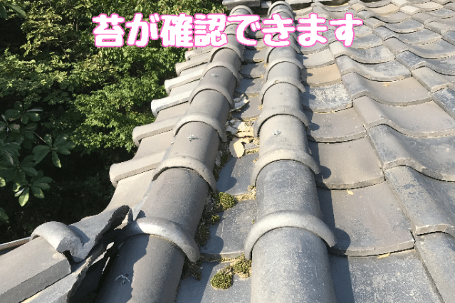 多治見市小名田町　コケ