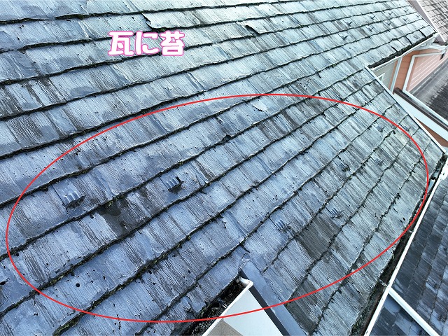 美濃加茂市蜂屋町　瓦全体に苔