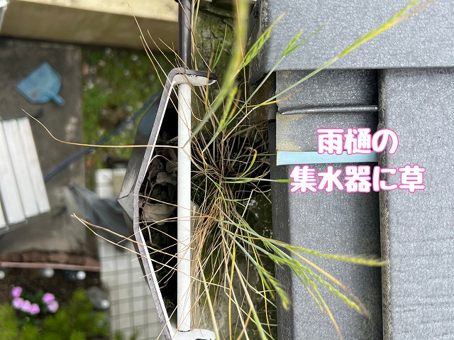 雨樋の集水器に草が生えた状態