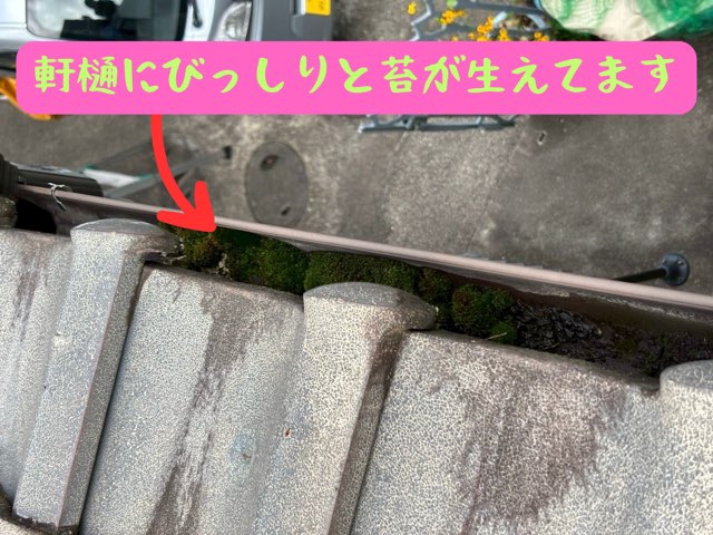瓦のすぐ下の軒樋内部にびっしりと苔が生えてしまっている状態のクローズアップ写真