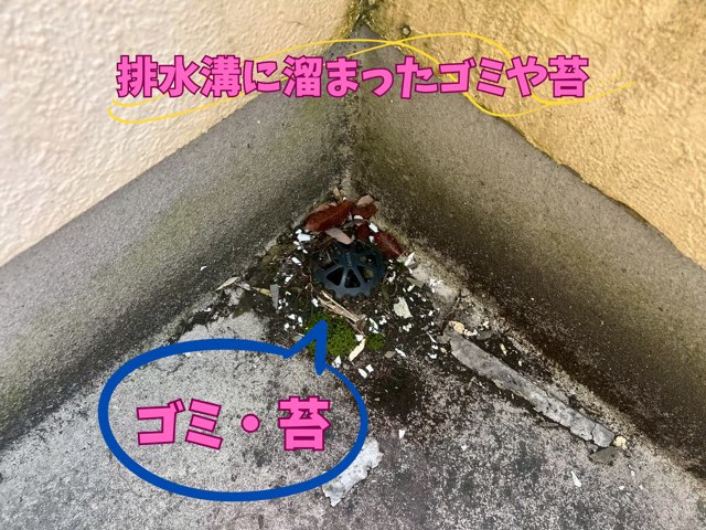 排水口の汚れ・苔の様子 – 排水口に苔やゴミが詰まり水はけが悪くなっている様子