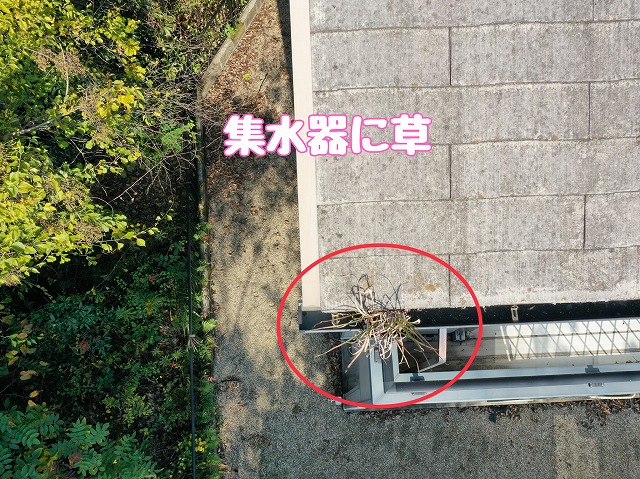 多治見市赤坂町　集水器に草