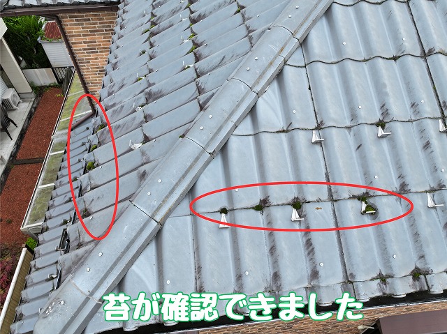 苔の確認（1枚目）
