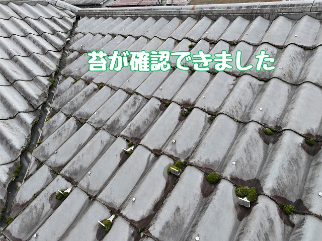 苔の確認（2枚目）