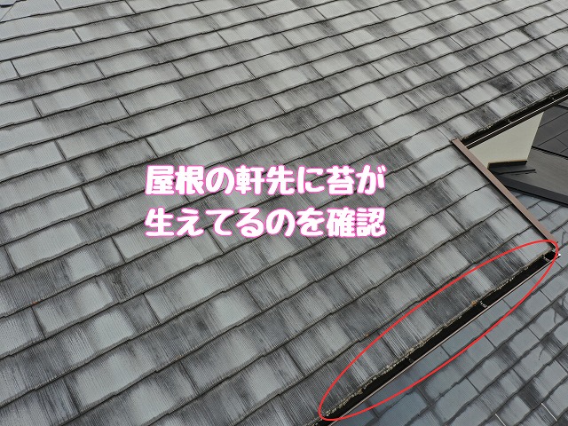 軒先に苔の発生を確認
