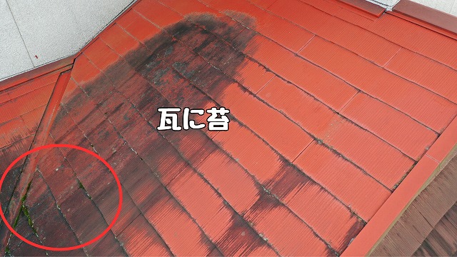 可児市　瓦に苔