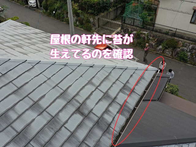 軒先の苔を別角度から確認
