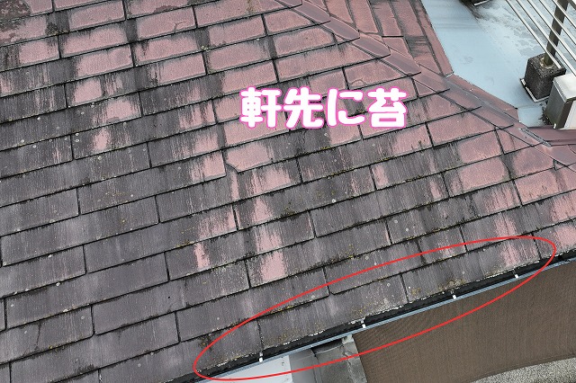 軒先に苔が発生している状態